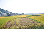 山脚稻田