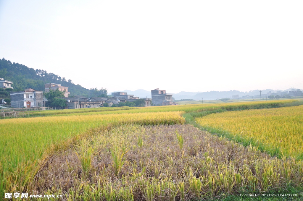 山脚稻田