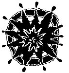 花纹