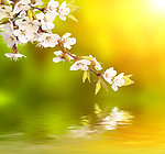 梅花