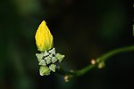 花蕾
