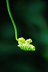 蕨类植物