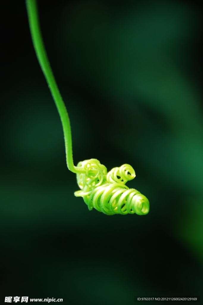 蕨类植物