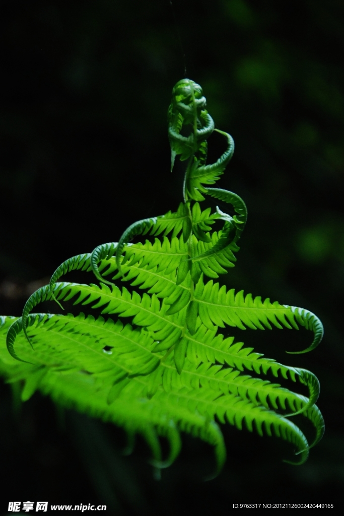 蕨类植物