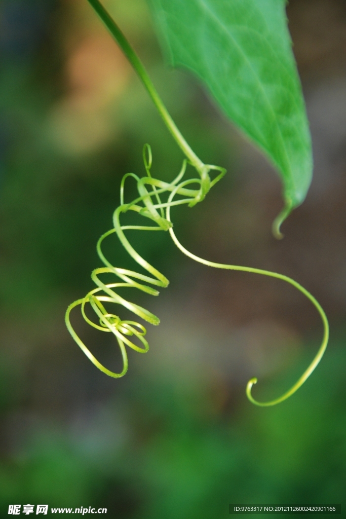 蕨类植物