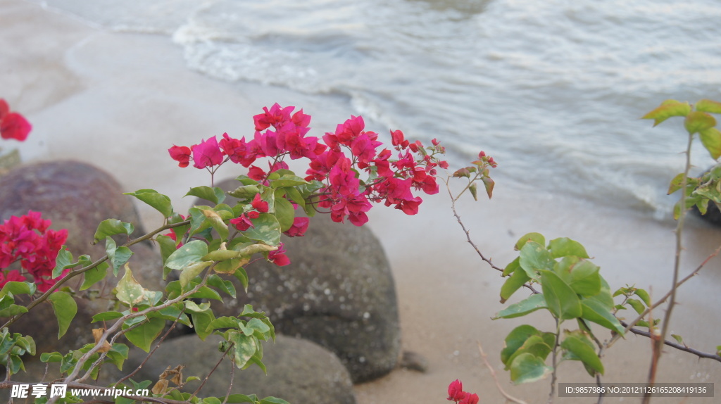 海水与花 海边