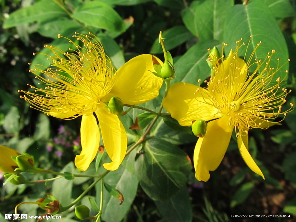 小黄花