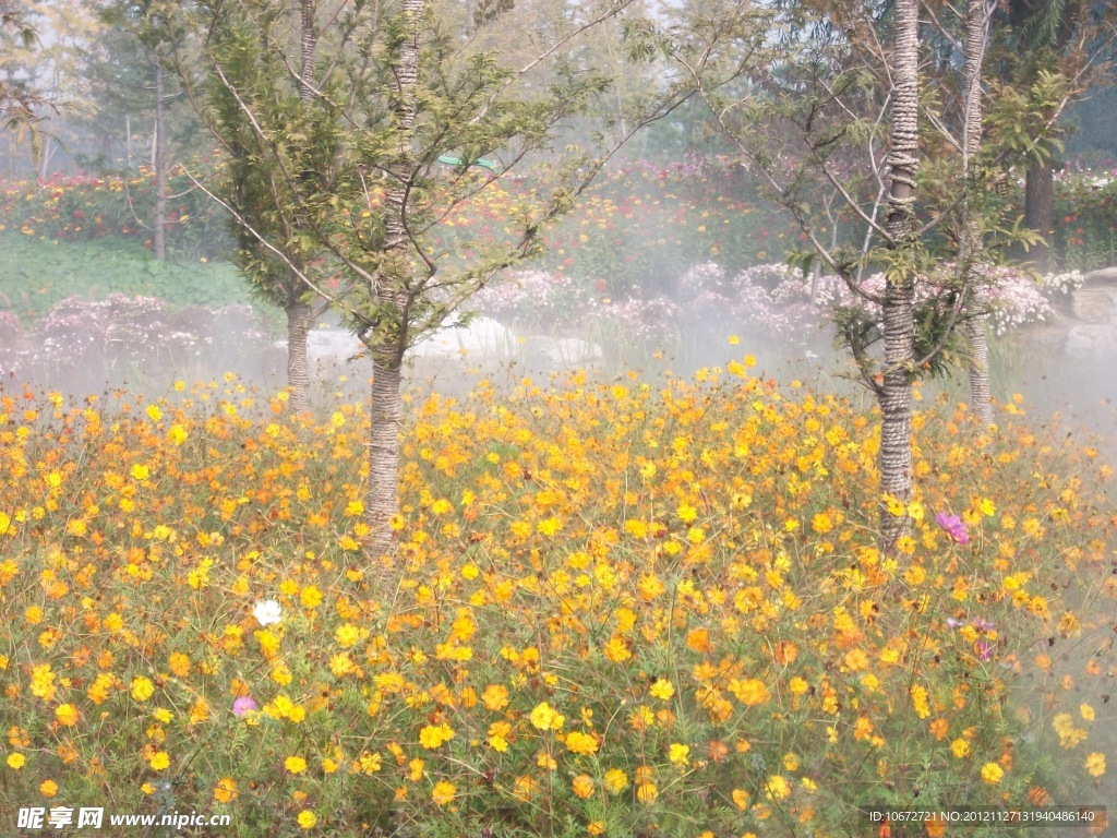 雾里看花