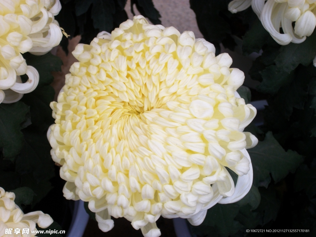 大朵白菊
