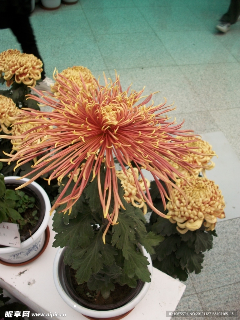 菊花金贵妃
