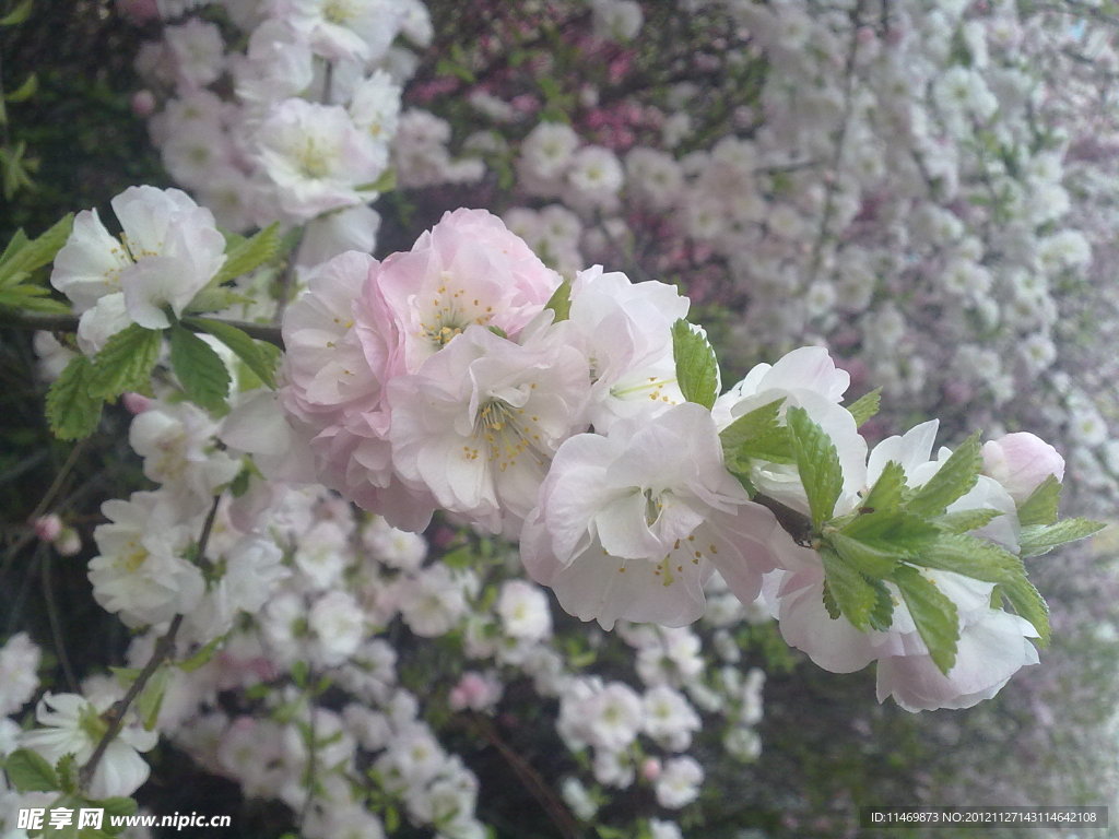 花树