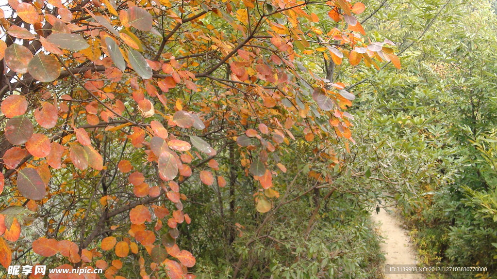 尧山龙潭峡红叶