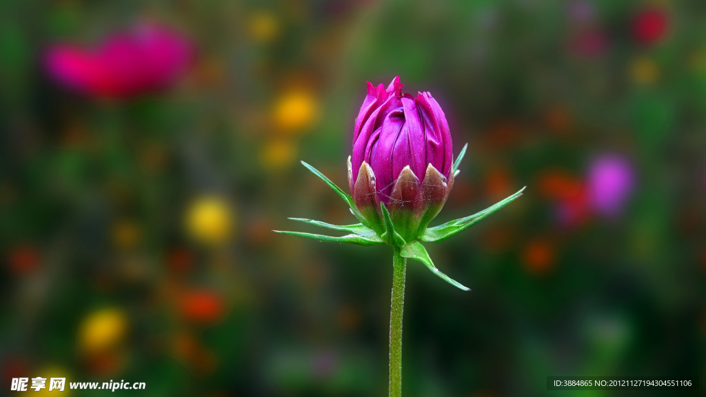 一枝花