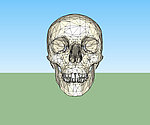 头骨3D模型