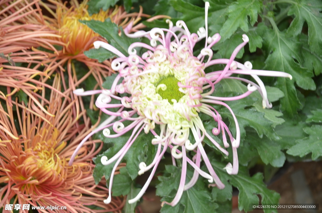 菊花