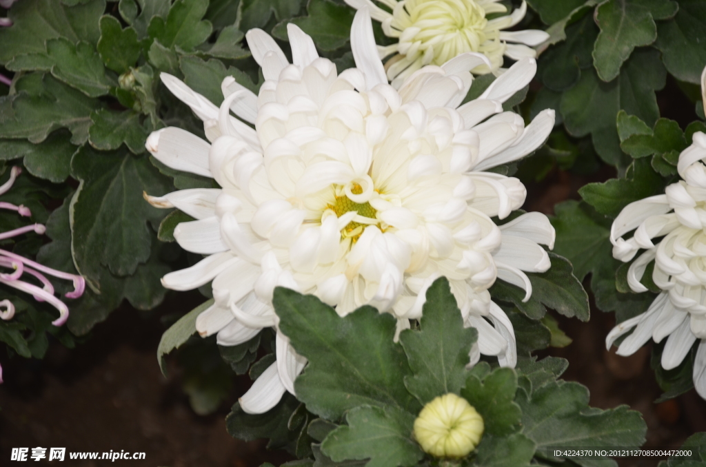 菊花草