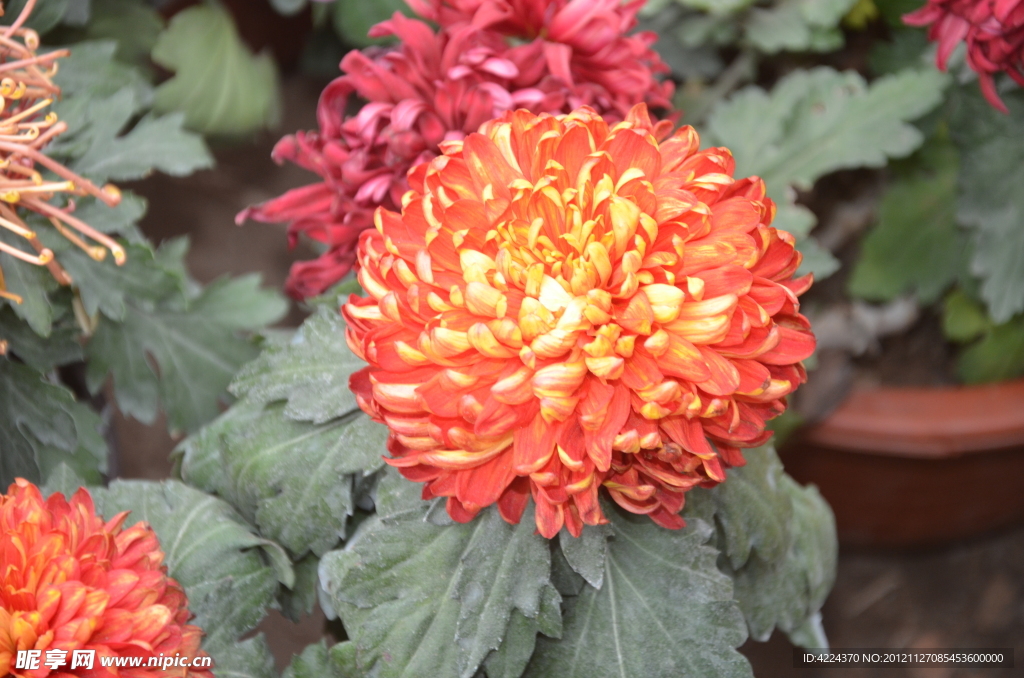 菊花