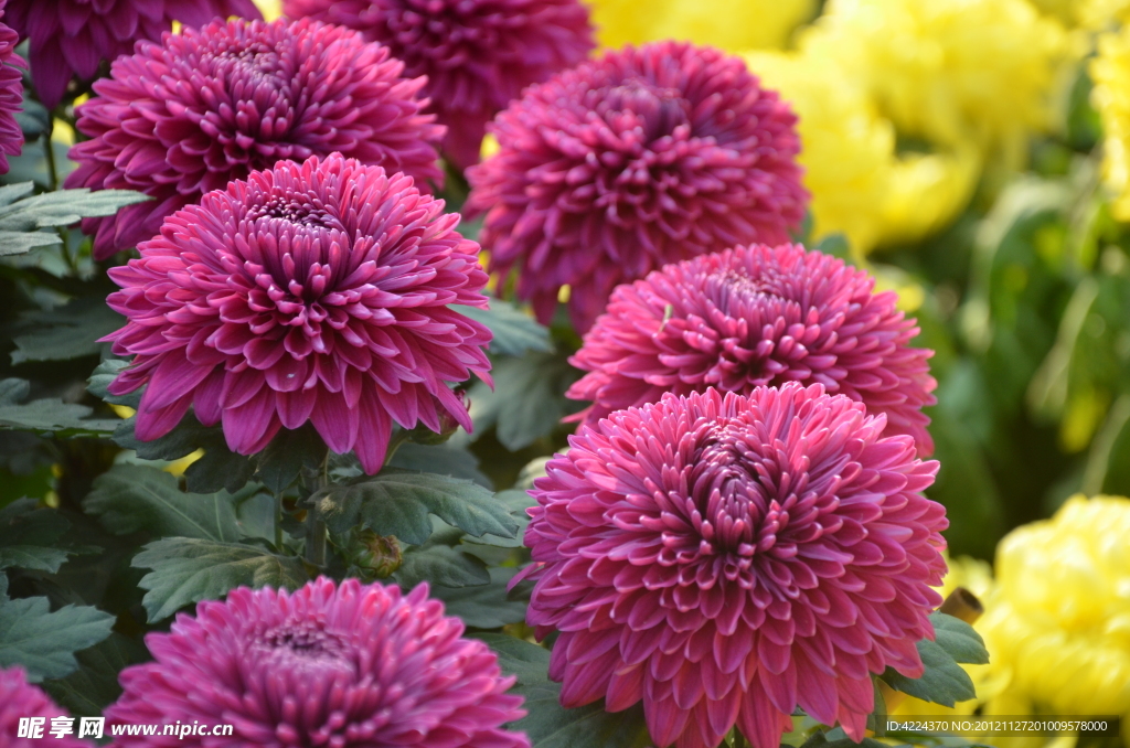菊花