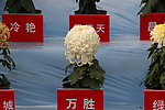 万胜菊花
