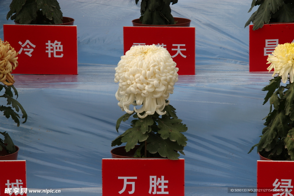 万胜菊花