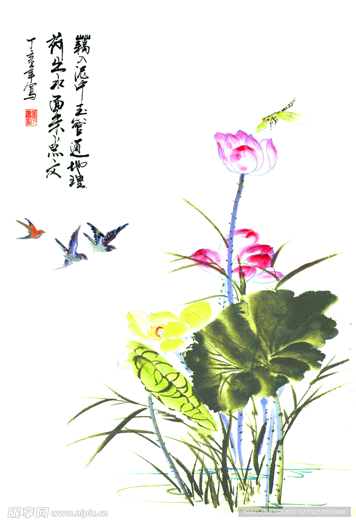 荷花小鸟