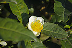 茶花