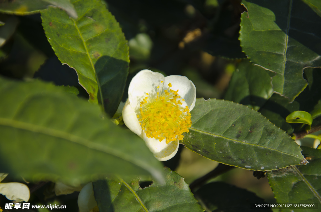 茶花
