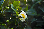 茶花