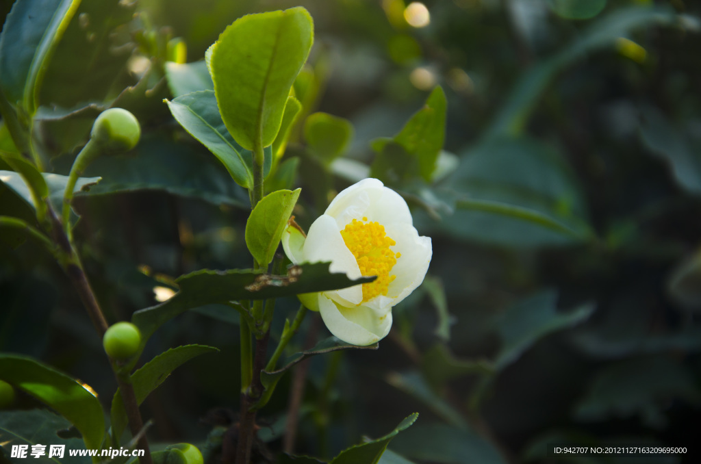茶花