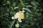 茶花 茶叶
