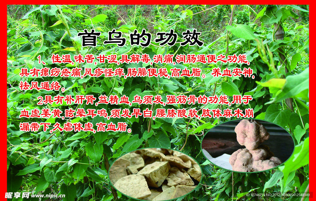 首乌的功效