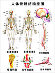 人体骨骼结构图（位图素材）