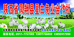 白兔合作社