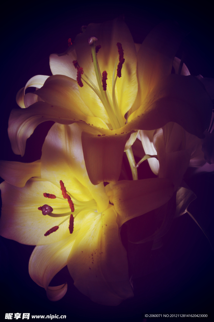 百合花
