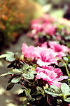 花卉