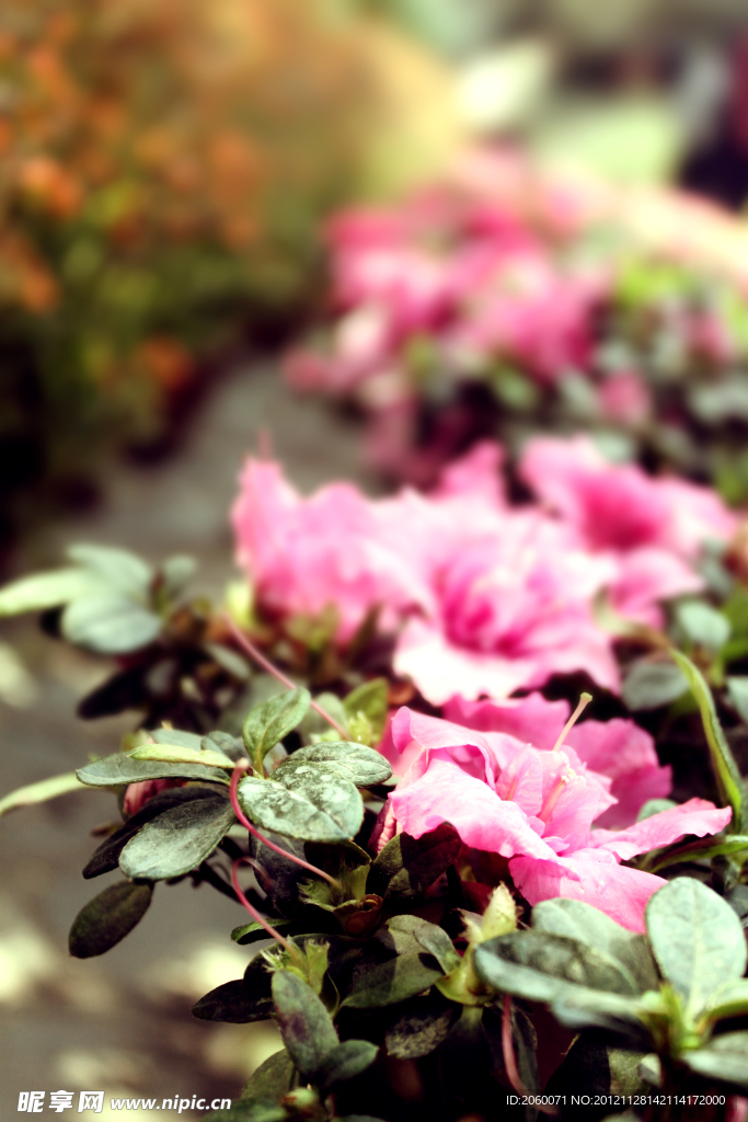花卉