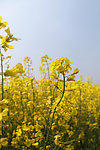 油菜花