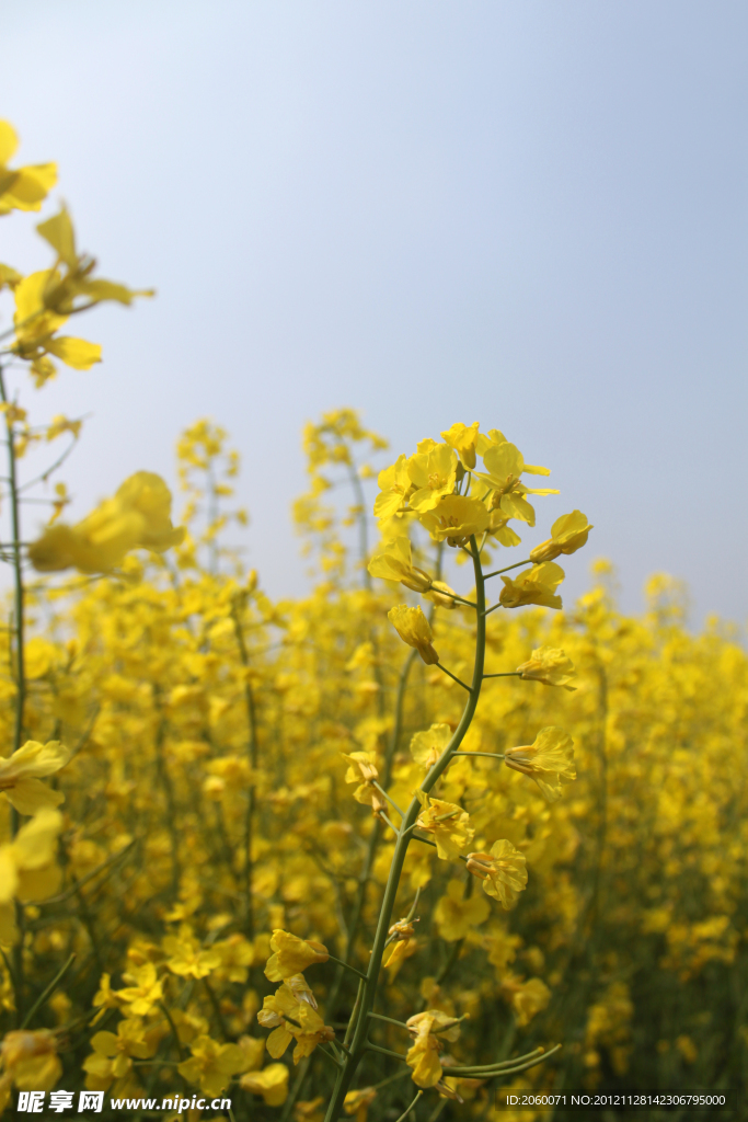 油菜花