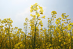 油菜花