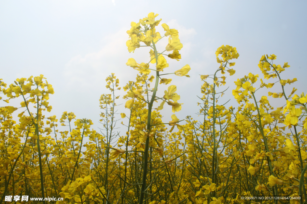 油菜花