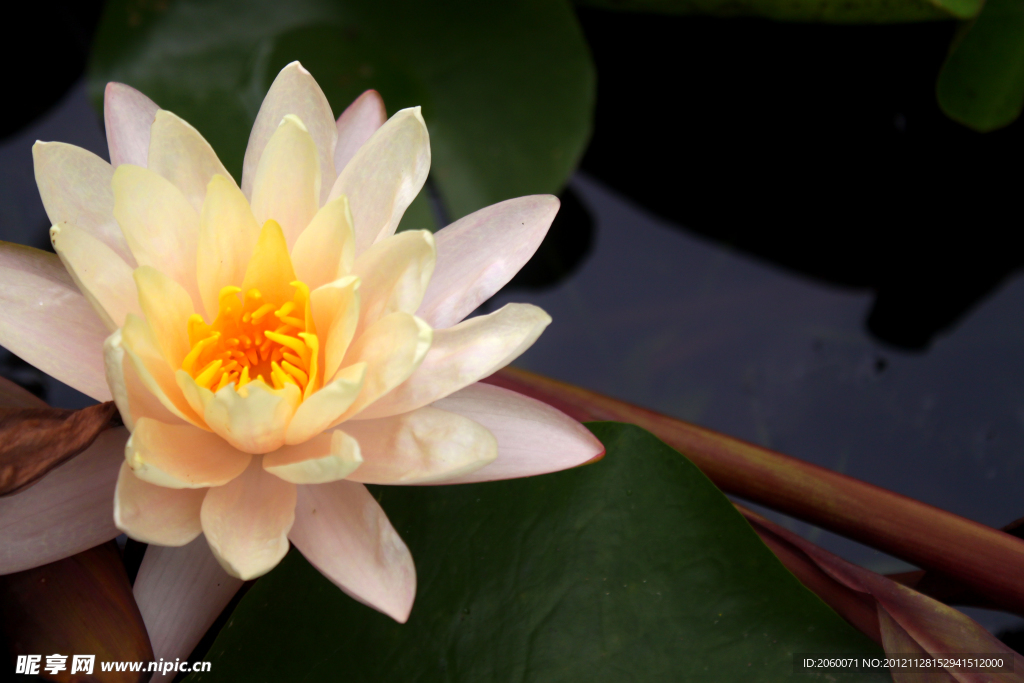 莲花