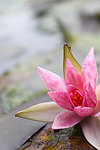 莲花