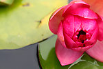 莲花