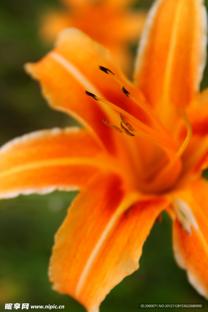 花卉
