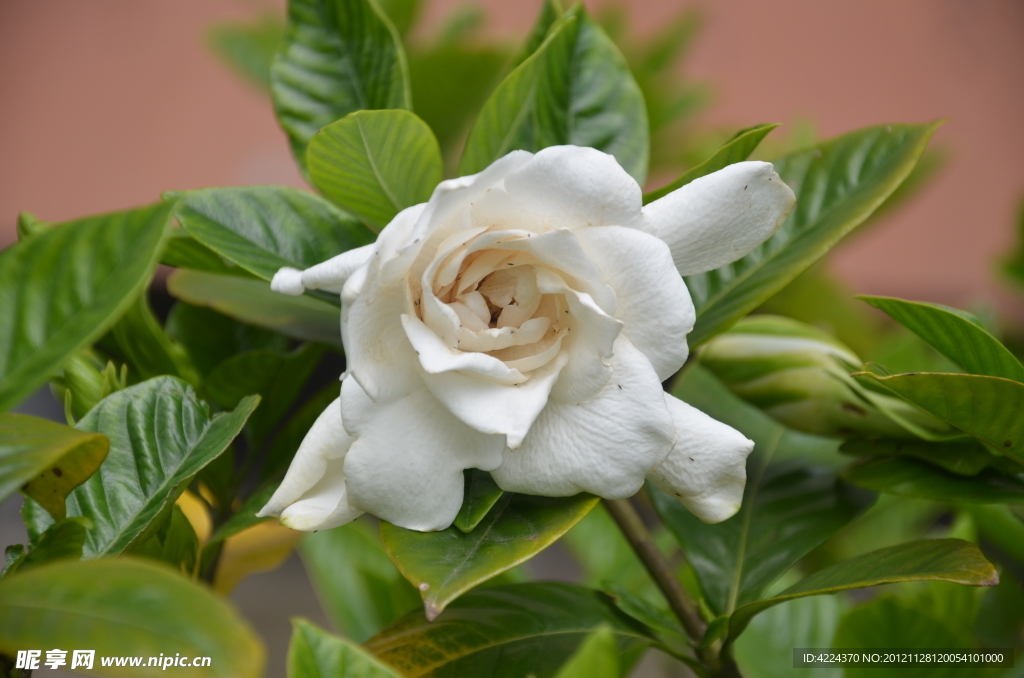 栀子花