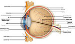 眼球解剖图