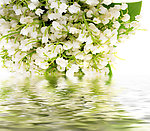 水中花卉