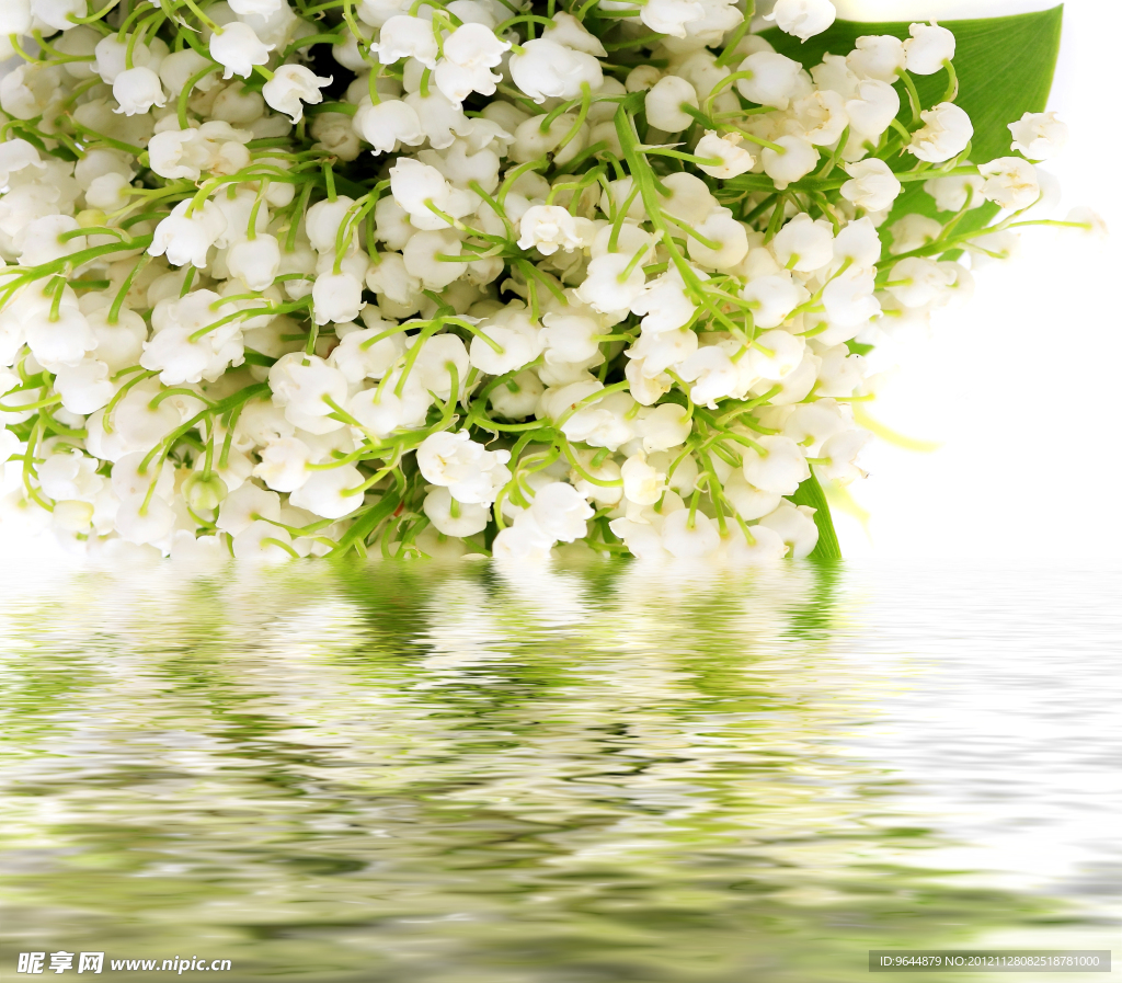水中花卉