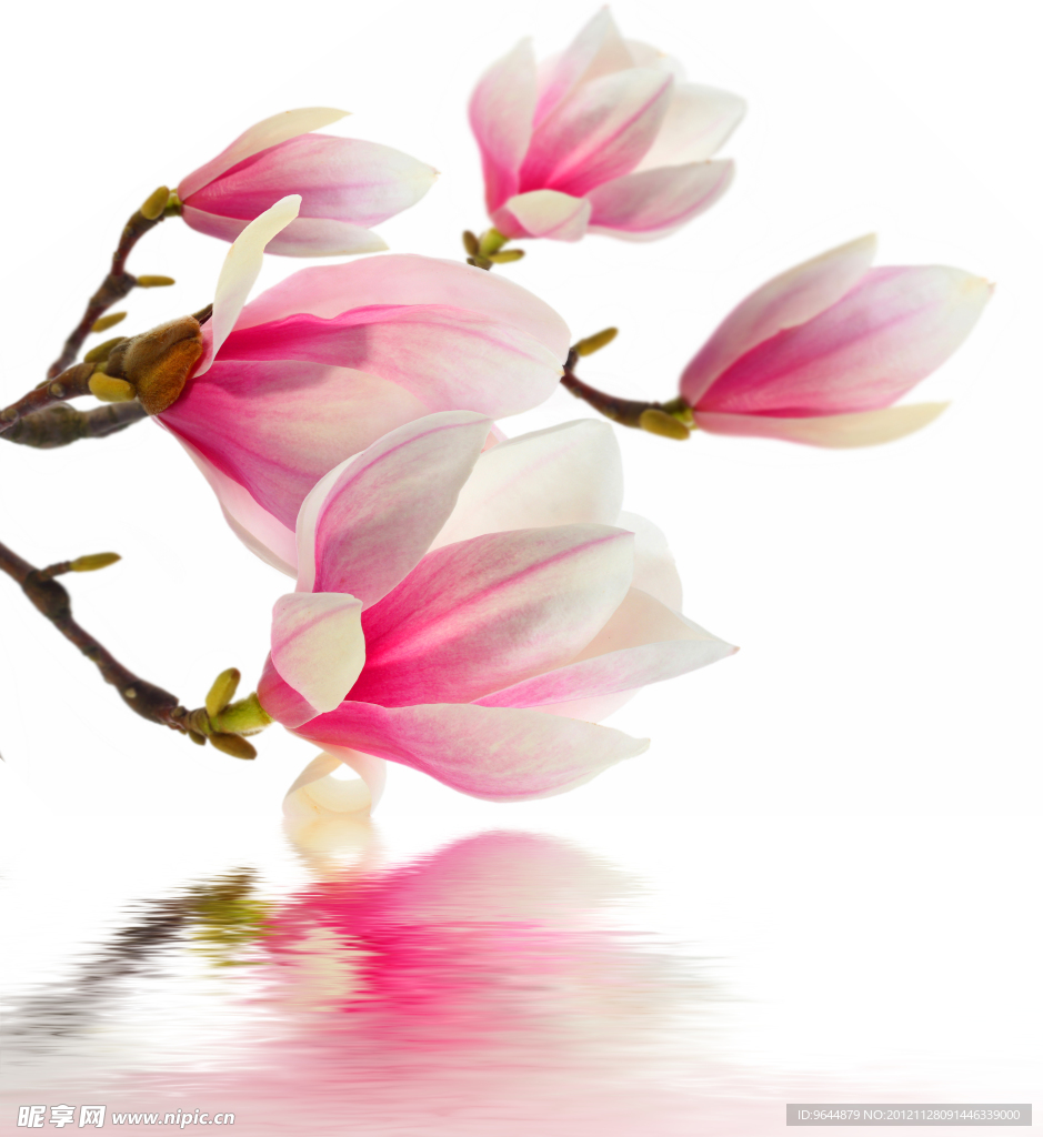 玉兰花