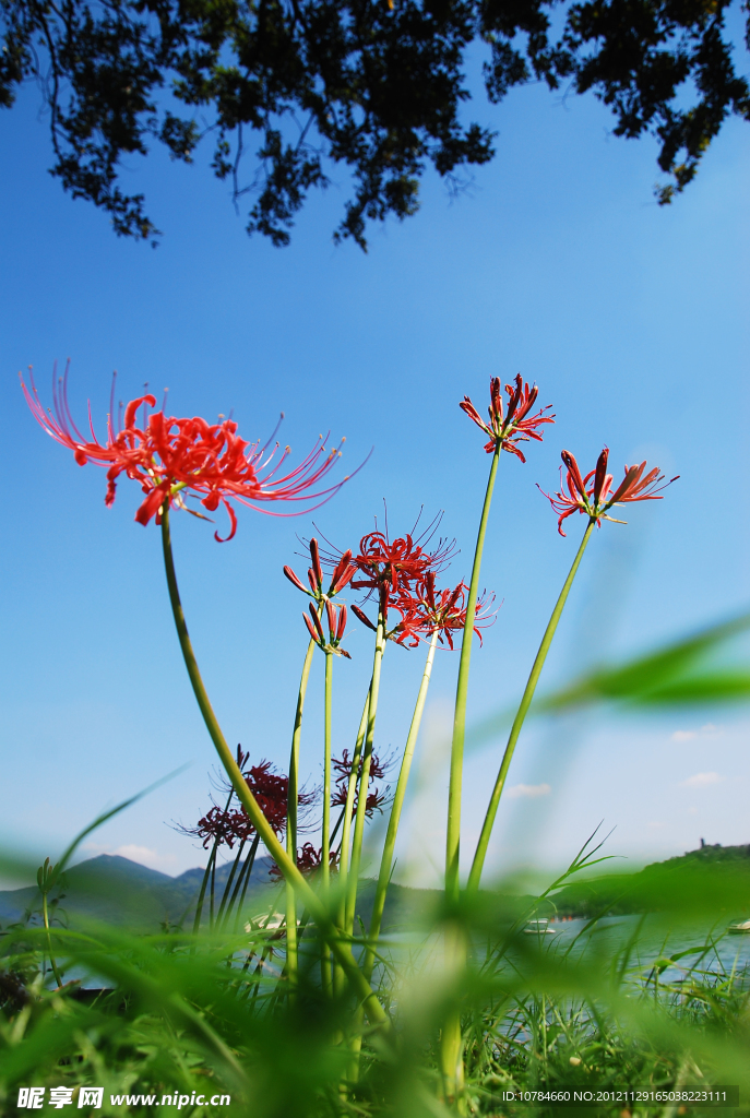 彼岸花